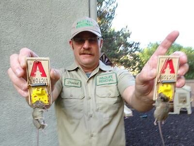 South Bend rodent trapping